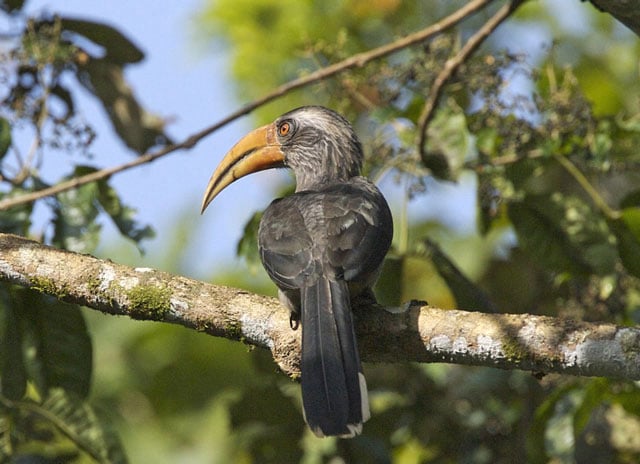 grey-hornbill