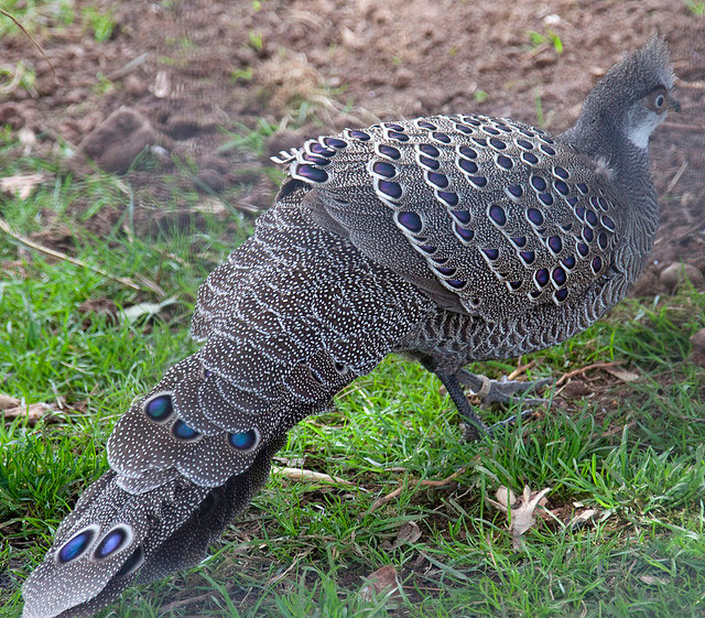 grey-peacock-pheasant