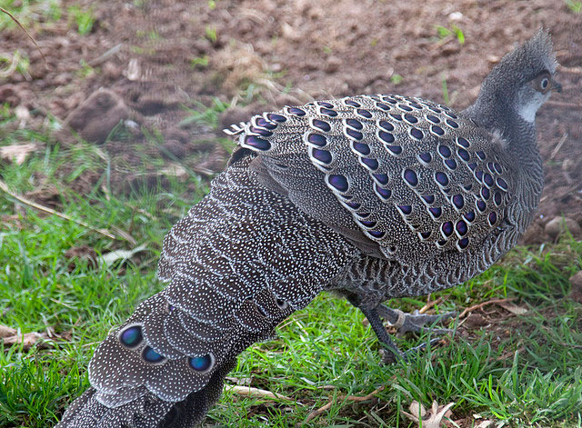 grey-peacock