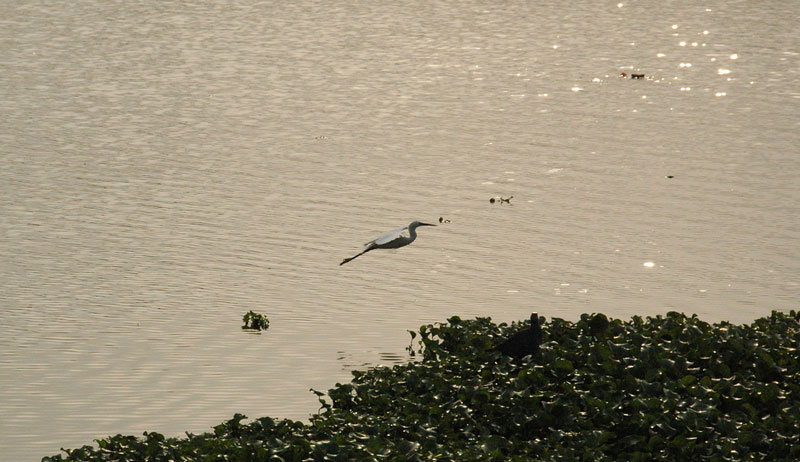 Hebbal Lake