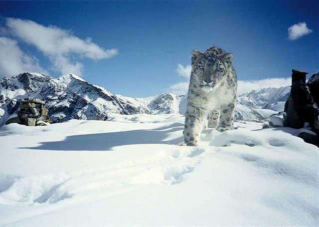 hemis-national-park