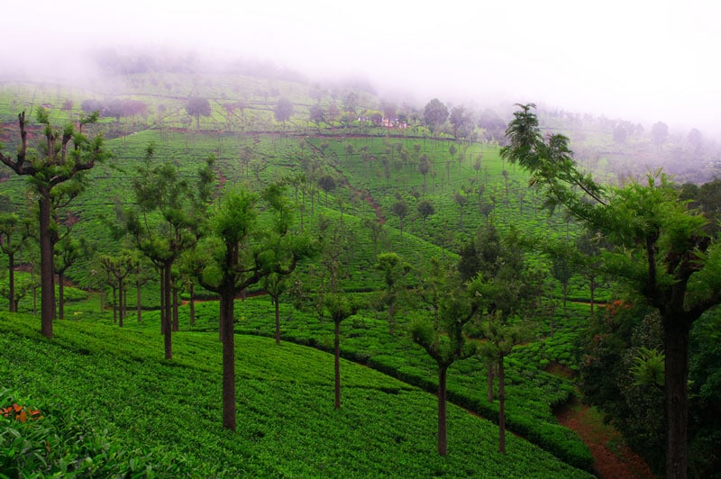 Highfield Tea Estate Coonoor