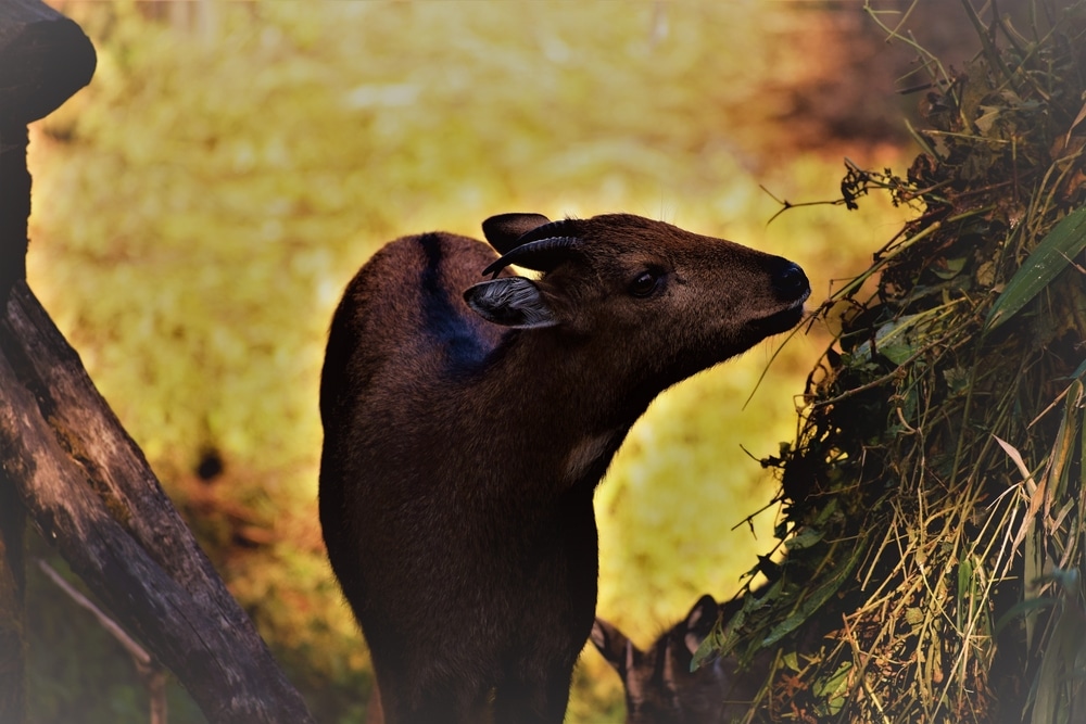 Himalayan Zoological Park