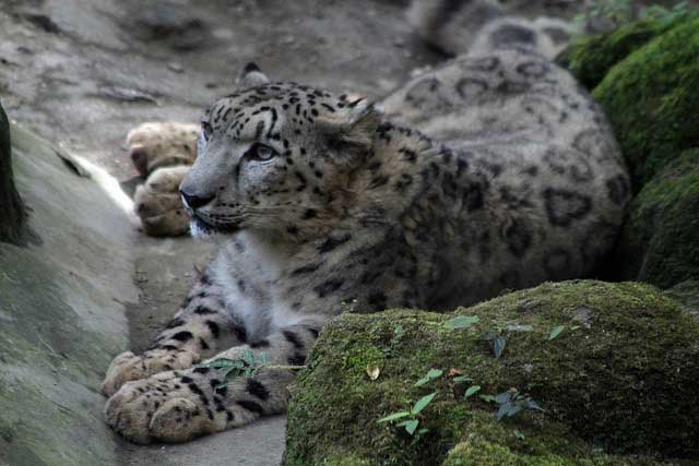 himalayan-zoological-park