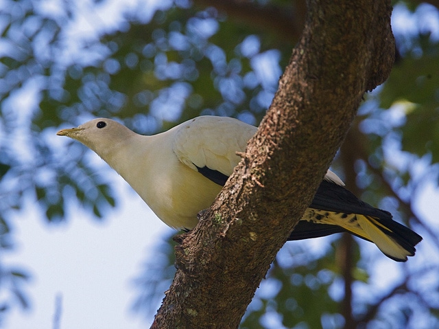 imperial-pigeon