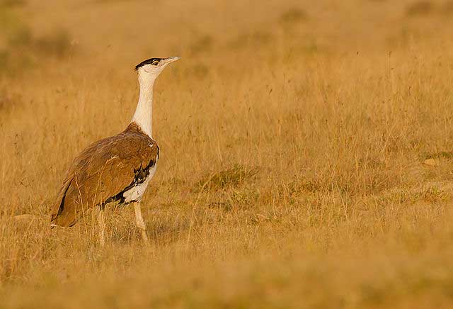 indian-bustard