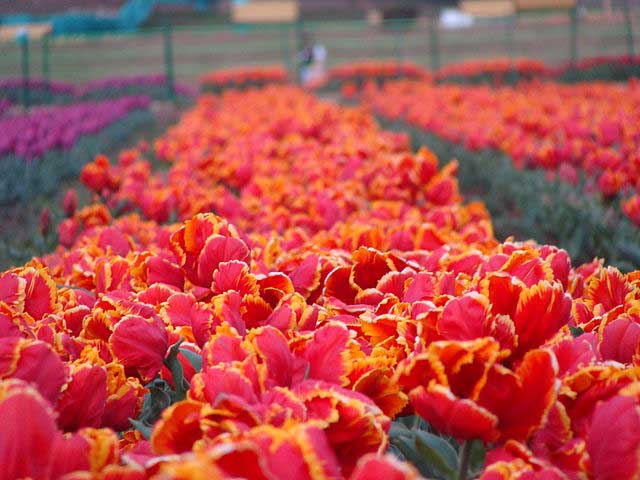 indira-gandhi-tulip-garden