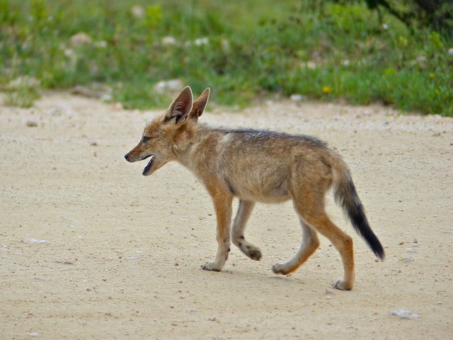 jackal