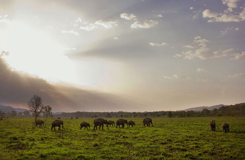 Jim Corbett National Park, Uttarakhand