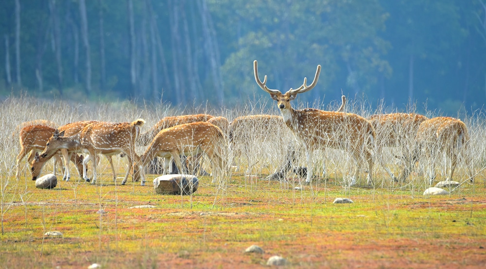 Jim Corbett National Park, Nainital