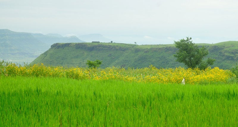 Kaas Plateau