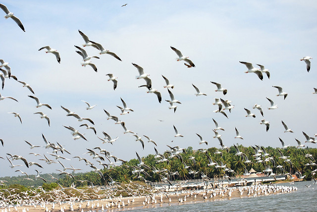 Kadalundi Bird Sanctuary