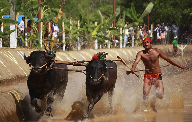 Kambala Festival