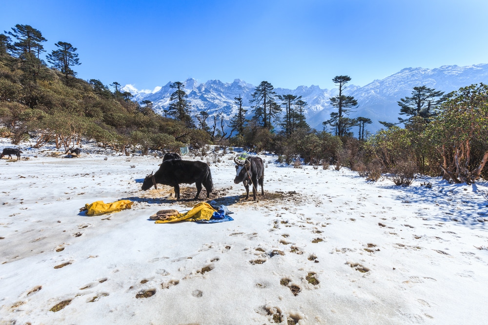 Kanchendzonga National Park