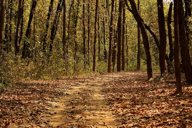 kanha-national-park