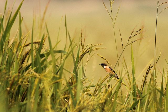 Kanwar Lake Bird Sanctuary