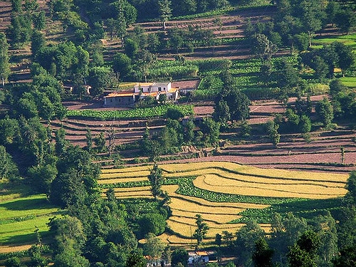 kasauli