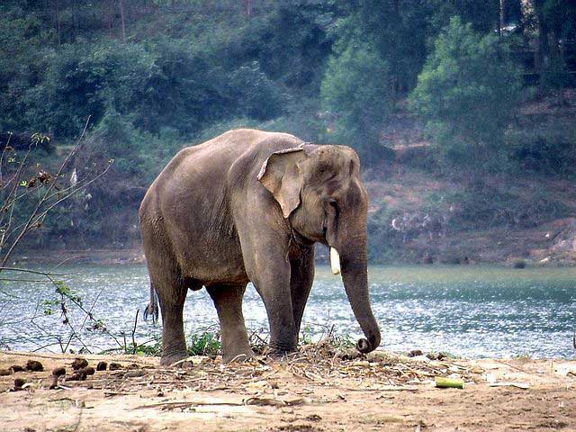 kaundinya-wildlife-sanctuary