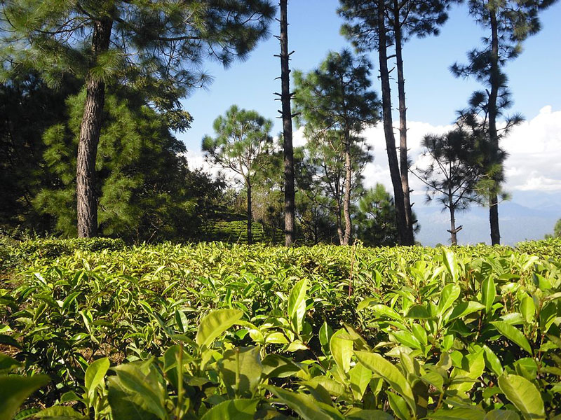 Kausani Tea Estate