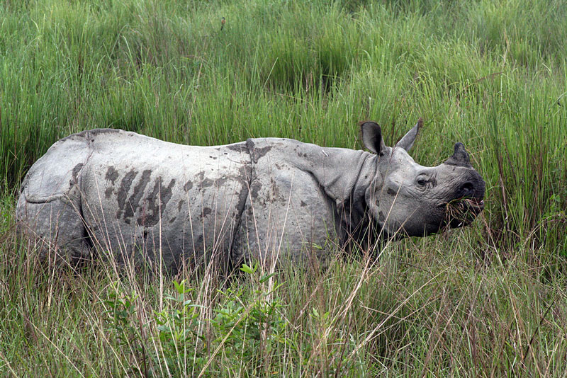 Kaziranga National Park, Assam