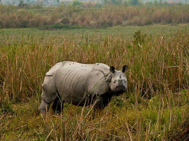 Kaziranga National Park, Assam - Trans India Travels
