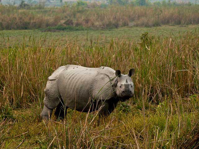 kaziranga-national-park2