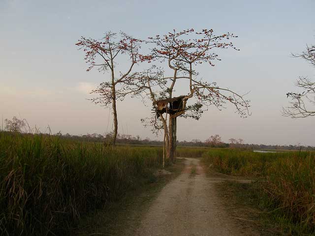 kaziranga-national-park8