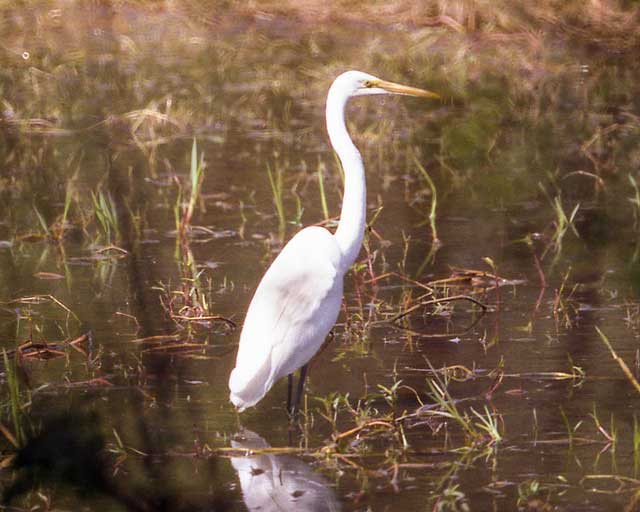 keoladeo-ghana-bird-sanctuary