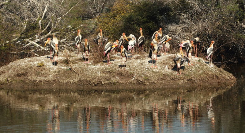 Keoladeo National Park, Rajasthan