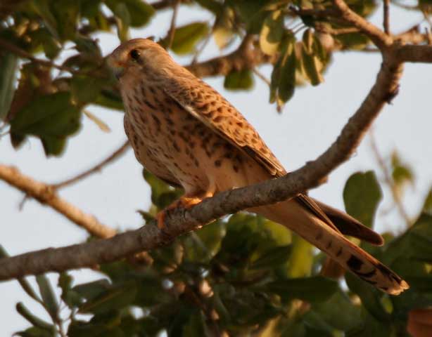 kinnerasani-wildlife-sanctuary