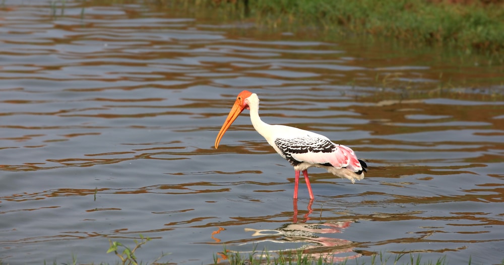 Kolleru Lake