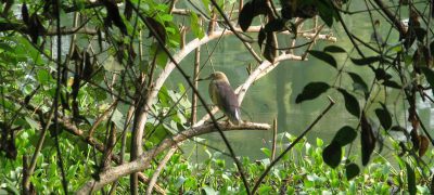 Kumarakom Bird Sanctuary, Kumarakom