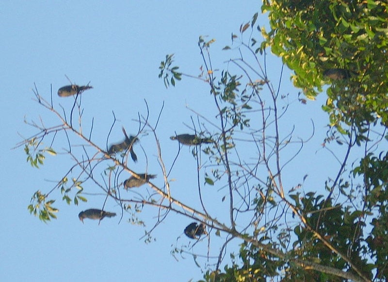 Kumarakom Bird Sanctuary Kumarakom