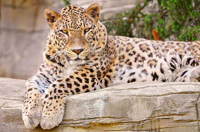 Complete Guide to Pocharam Wildlife Sanctuary, Telangana - Trans India  Travels