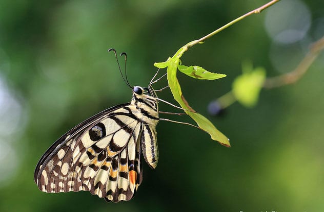 lime-butterfly