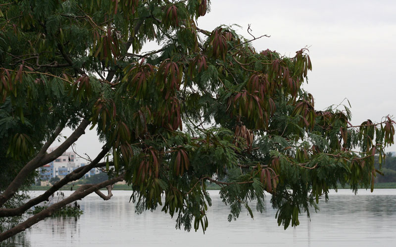 Madiwala Lake