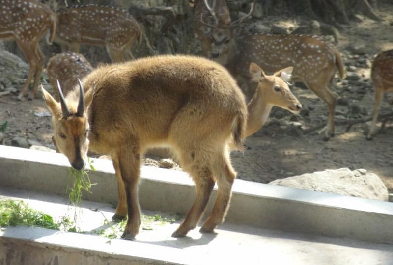 Malsi Deer Park Dehradun