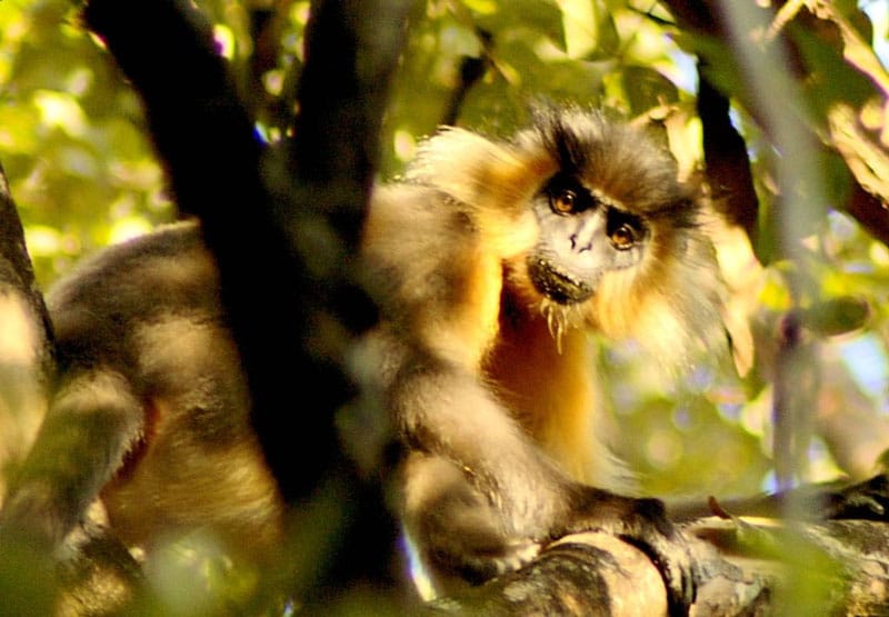 Manas Wildlife Sanctuary, Assam