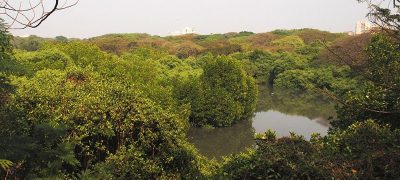 Mangalavanam Bird Sanctuary, Kochi