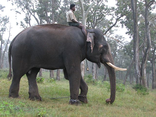 mathikettan-shola-national-park