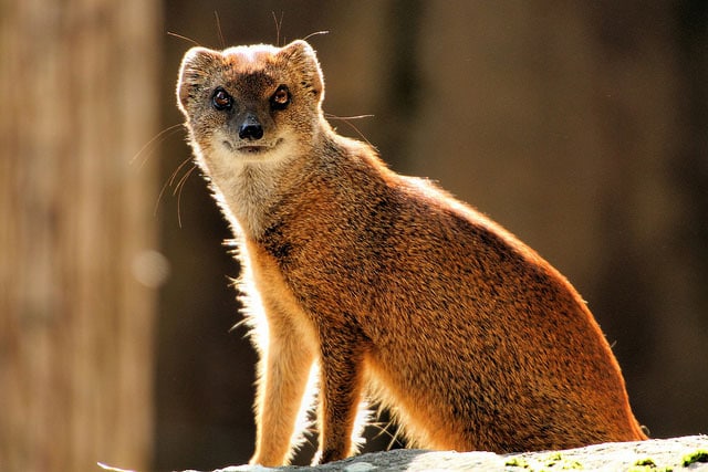 mongoose