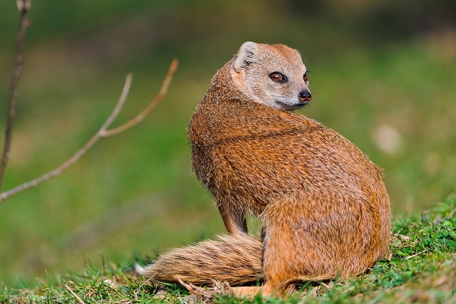 mongoose1