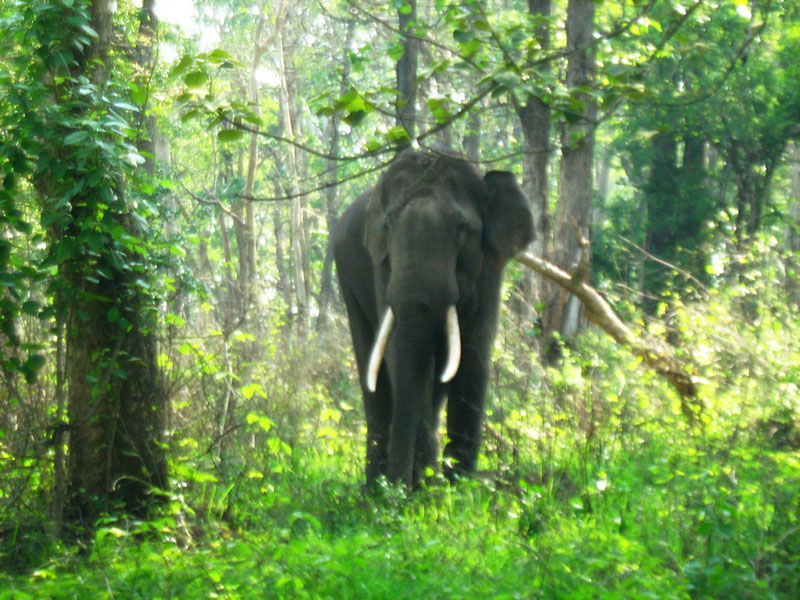 Mudumalai National Park Ooty