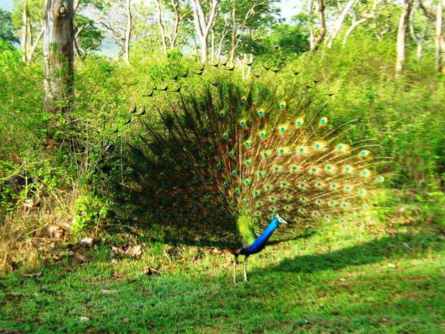 mudumalai-national-park1