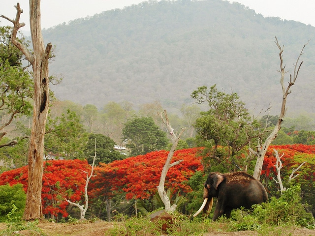 mudumalai-national-park3