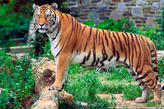 mundanthurai-tiger-reserve