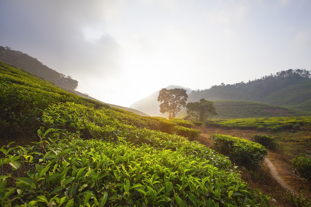 Munnar Hills, Idukki