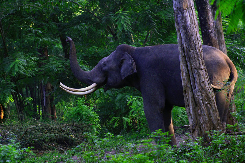 Muthanga Wildlife Sanctuary