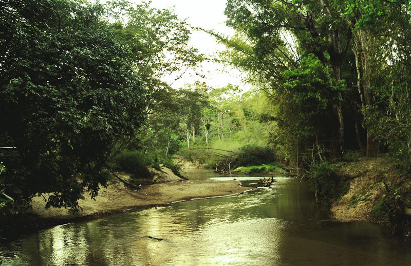 Muthanga Wildlife Sanctuary Wayanad