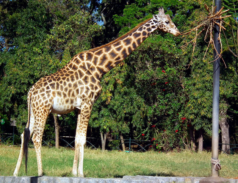 Mysore Zoo Mysore